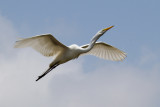 Great Egret in Flight-St Augustine Aligator Farm.jpg