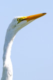 Great Egret-Gatorland Orlando.jpg