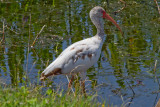 Immature Ibis-Viera Wetlands.jpg