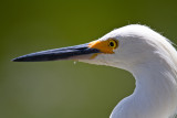 Snowy Egret-Gatorland Orlando.jpg
