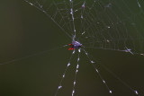 Spiny Orb Weaver Spider-St Augustine Aligator Farm.jpg