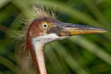 Tricolored Heron Chick-St Augustine Aligator Farm.jpg