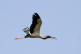 Wood Stork-St Augustine Aligator Farm.jpg