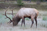Elk (14).jpg