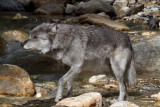 Grey Wolf (154).jpg