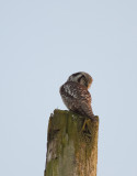 Hawk Owl