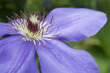 Clematis.jpg