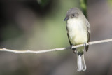 Eastern phoebe.jpg