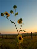 prairie sunrise.jpg