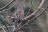 Oriental Turtle-dove - Oosterse Tortel