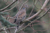 Oriental Turtle-dove - Oosterse Tortel