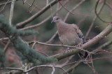 Oriental Turtle-dove - Oosterse Tortel