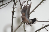 Oriental Turtle-dove - Oosterse Tortel