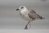 Herring Gull - Zilvermeeuw