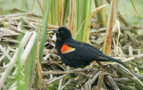 RedWinged Black bird 6/20/09