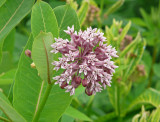 Milkweed Flower, June 2010
