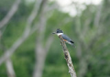 Kingfisher 7/30/10