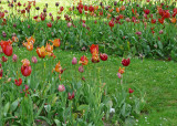 Tulips slightly past their prime