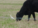 Cattle and Egret.  So had to shoot thru car window.  Cattle egrets often hang around cows.