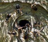 wasp nest- bald faced hornets