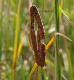great meadows-Unusual Cattail - 9/21/12