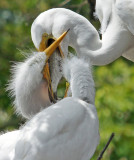 Great Egret feeding young a fish