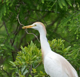 Cattle Egret with a twig