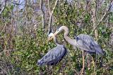 Herons Nesting