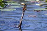 Cormorant eating a Fish