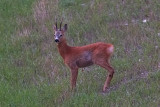 capriolo