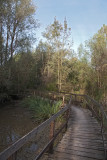 Torrile