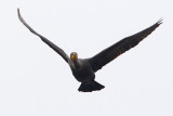 cormorano