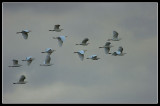Cattle Egrets.jpg