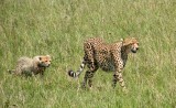 Female Cheetah and Cub.jpg