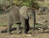 Elephant Calf.jpg