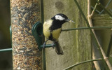 Great Tit with elongated beak