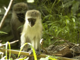 vervet monkey .jpg
