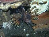 and lion fish