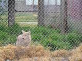 and a coyote