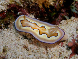 Chromodoris coi (Risbec, 1956)