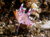 Flabellina exoptata  (Gosliner & Willan, 1991)