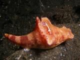 Ceratosoma trilobatum (Gray, J.E., 1827)