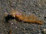 Pteraeolidia ianthina (Angas, 1864)
