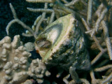 Blenny5.JPG