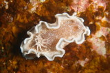 Glossodoris hikuerensis1.JPG