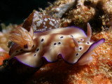 Risbecia tryoni (Garrett, 1873)