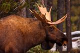 Bull Moose