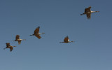 Sand Hill Cranes in Flight