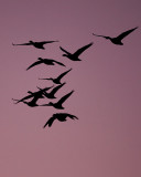 Dawn Fly Out (Snow Geese)