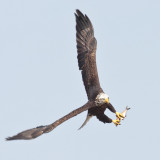 Subadult Bald Eagle